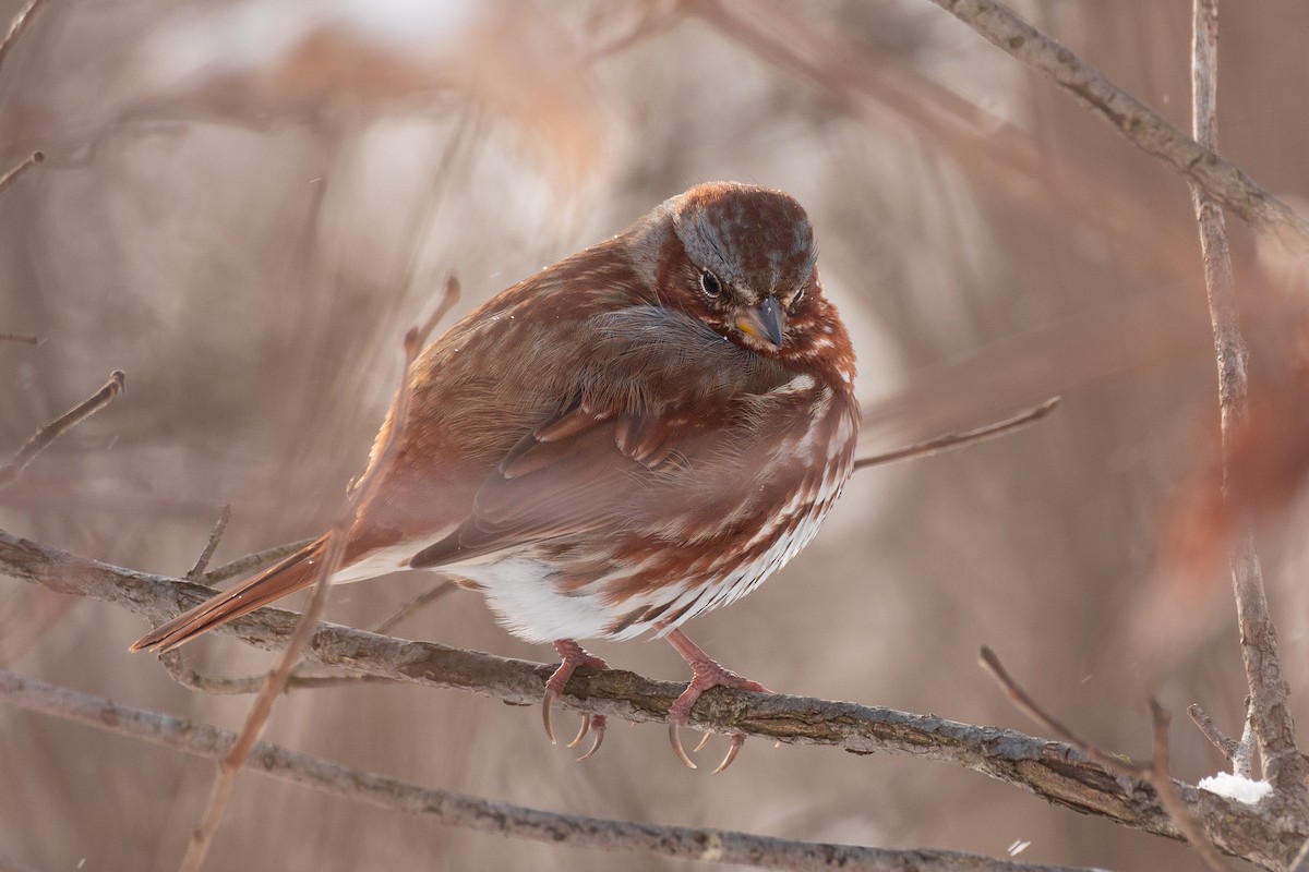 Fox Sparrow - ML649292666
