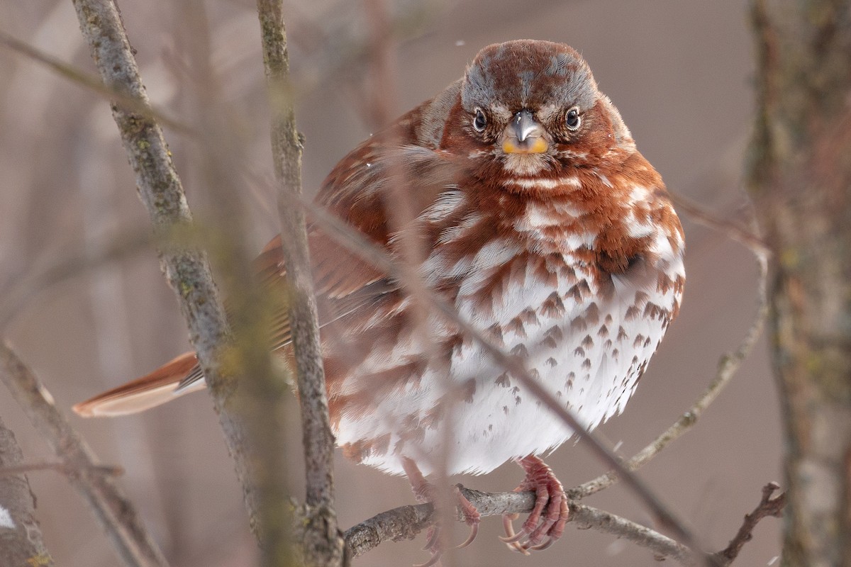 Fox Sparrow - ML649292668