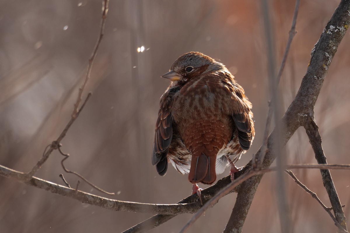 Fox Sparrow - ML649292669