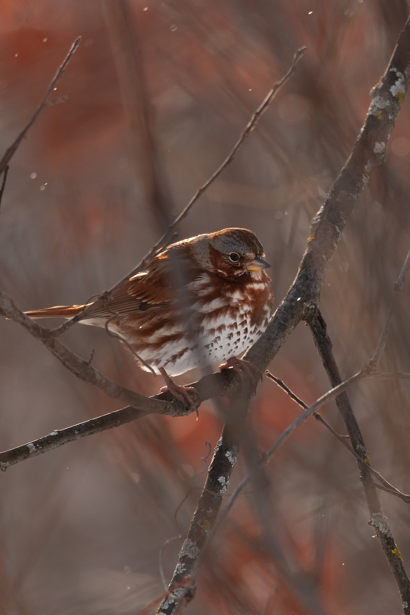 Fox Sparrow - ML649292671