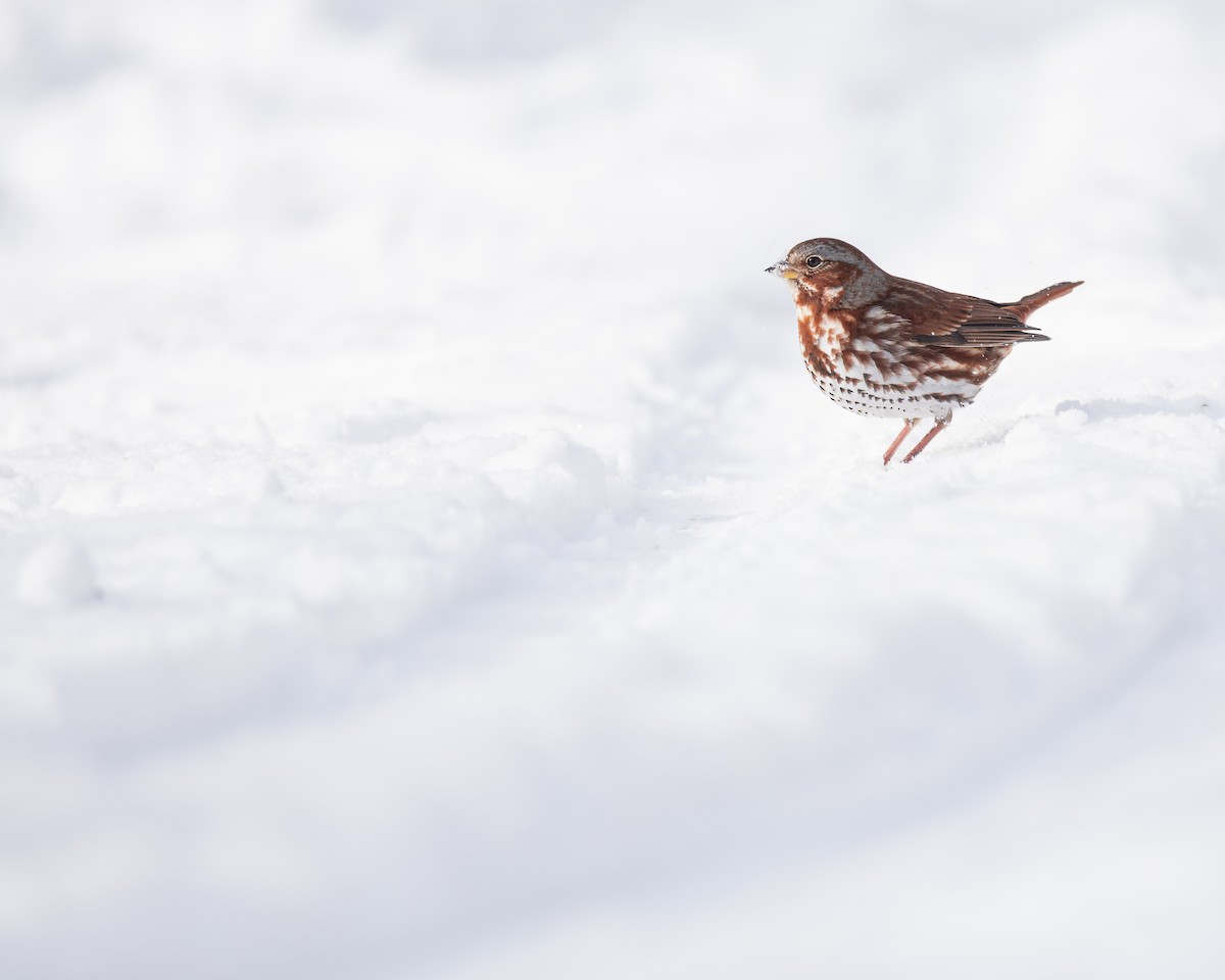 Fox Sparrow - ML649292672