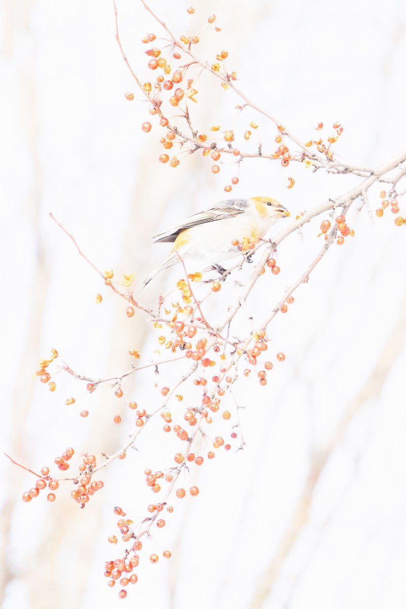 Pinu-gailupa - ML649292683