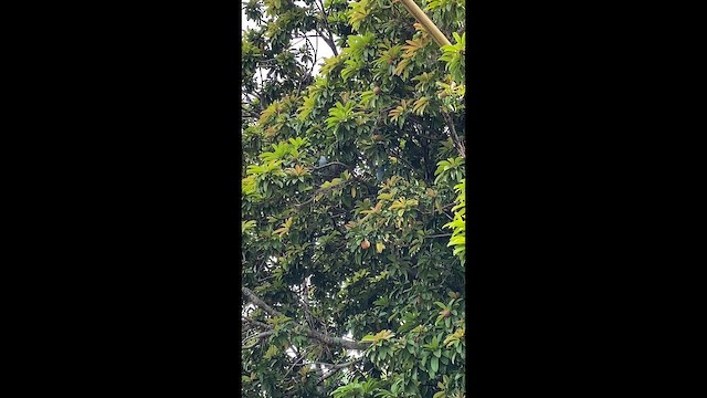 Blue-gray Tanager - ML649292871