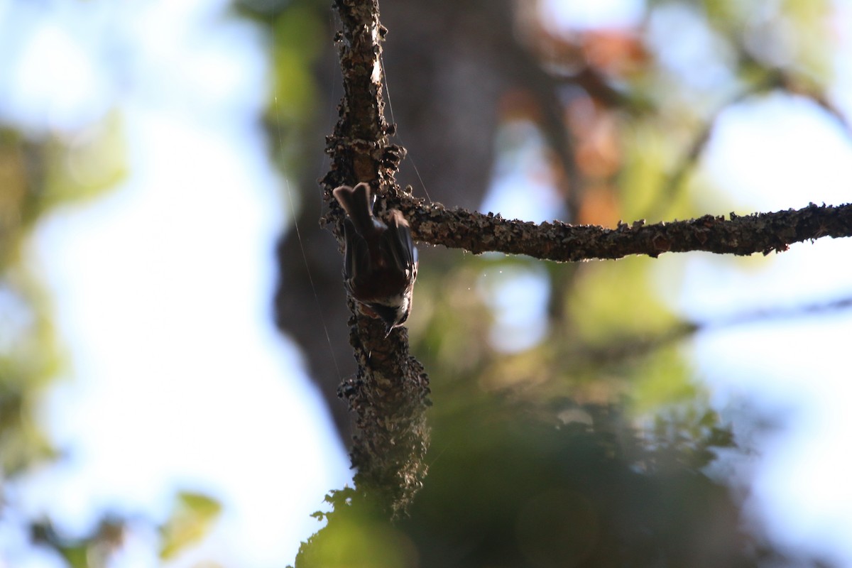 Chestnut-backed Chickadee - ML649292891