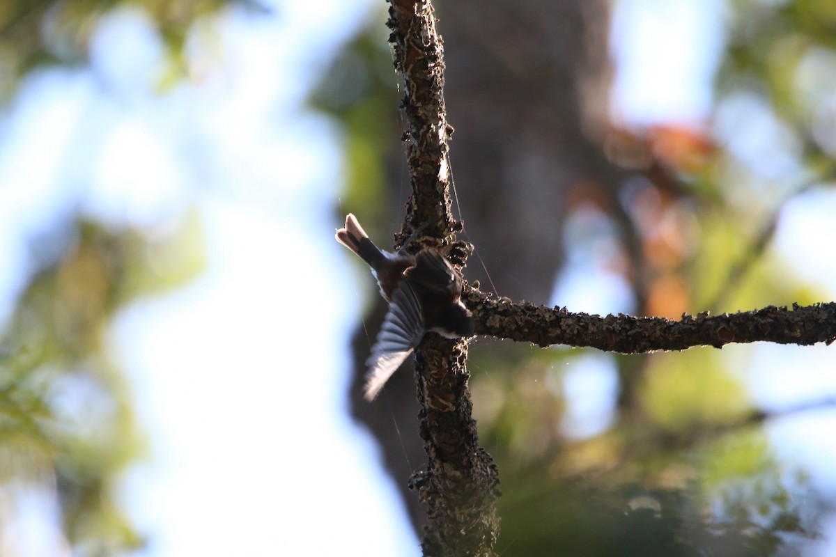 Chestnut-backed Chickadee - ML649292892