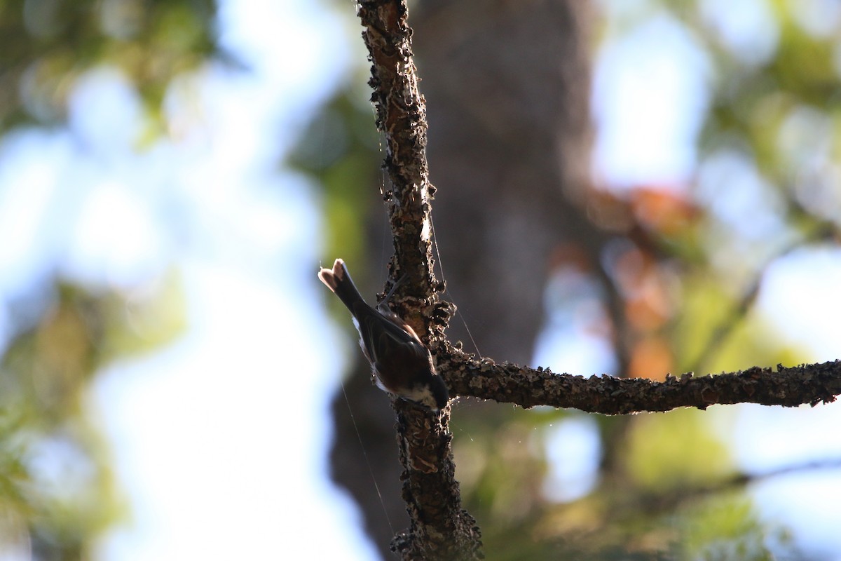 Chestnut-backed Chickadee - ML649292893