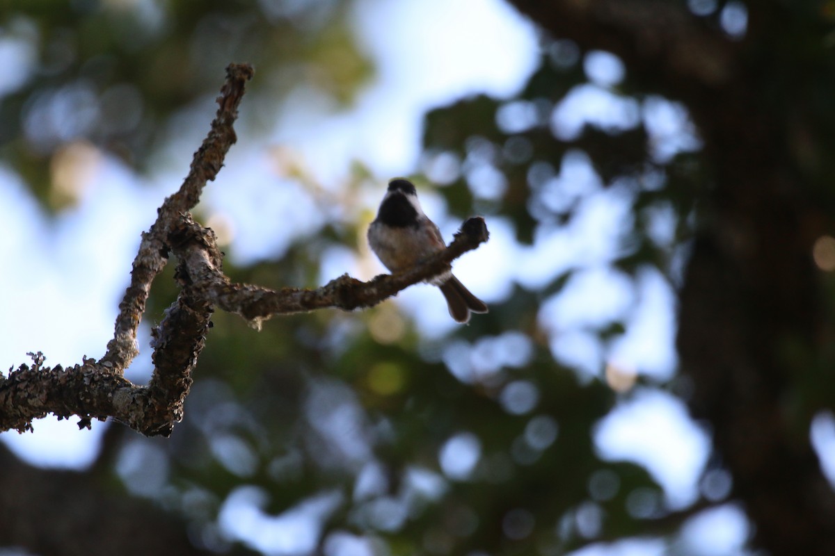 Chestnut-backed Chickadee - ML649292894