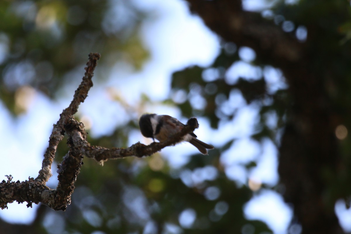 Chestnut-backed Chickadee - ML649292895