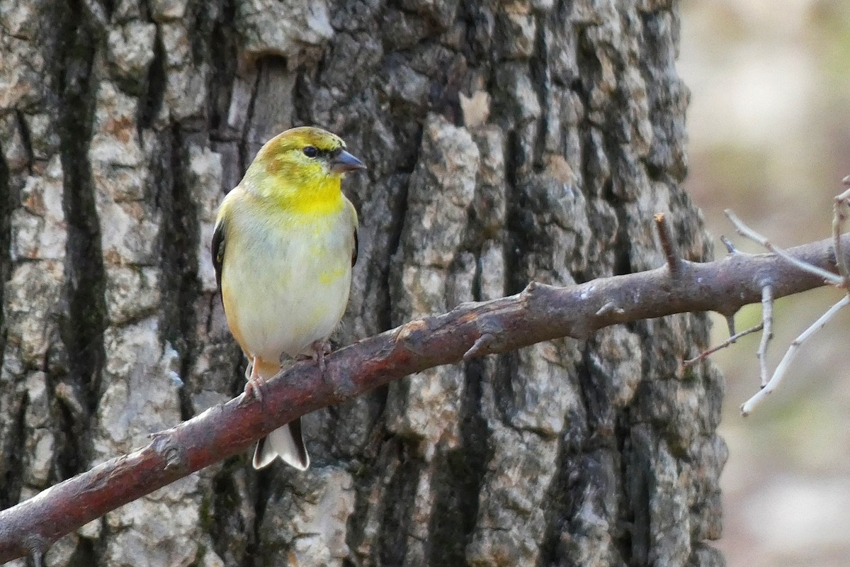 Американский чиж - ML649292933