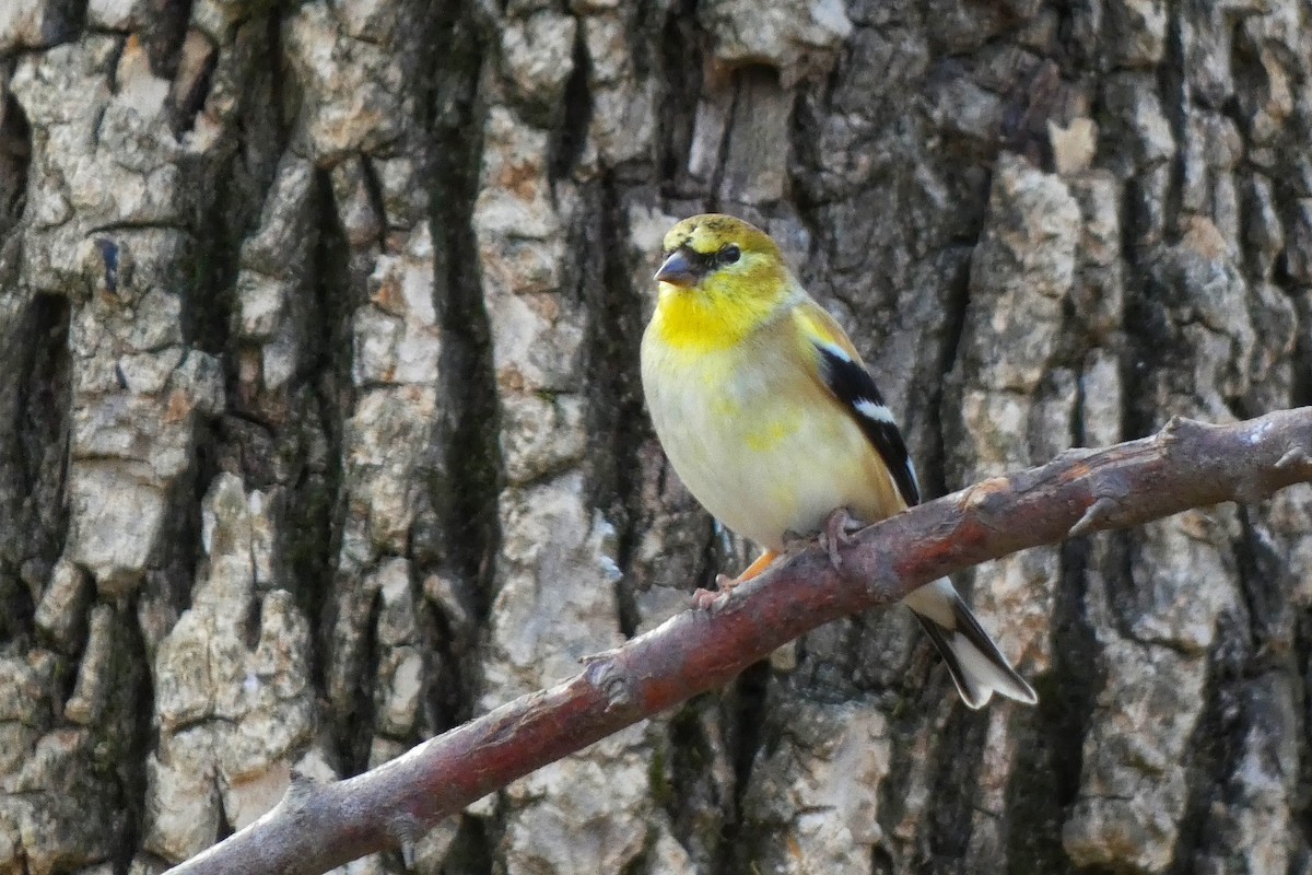 Американский чиж - ML649292934