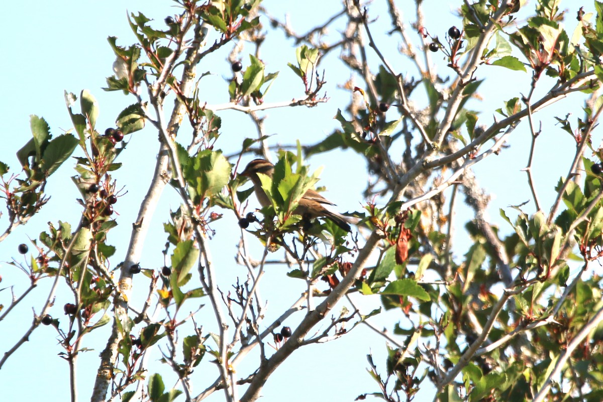 White-crowned Sparrow - ML649292963
