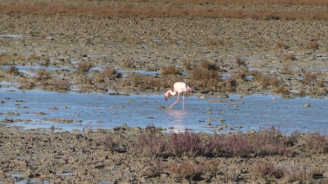 Küçük Flamingo - ML649293025