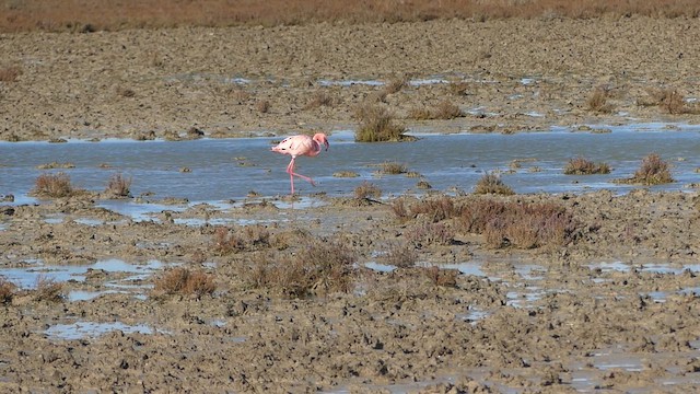 Küçük Flamingo - ML649293026