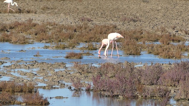 Küçük Flamingo - ML649293027