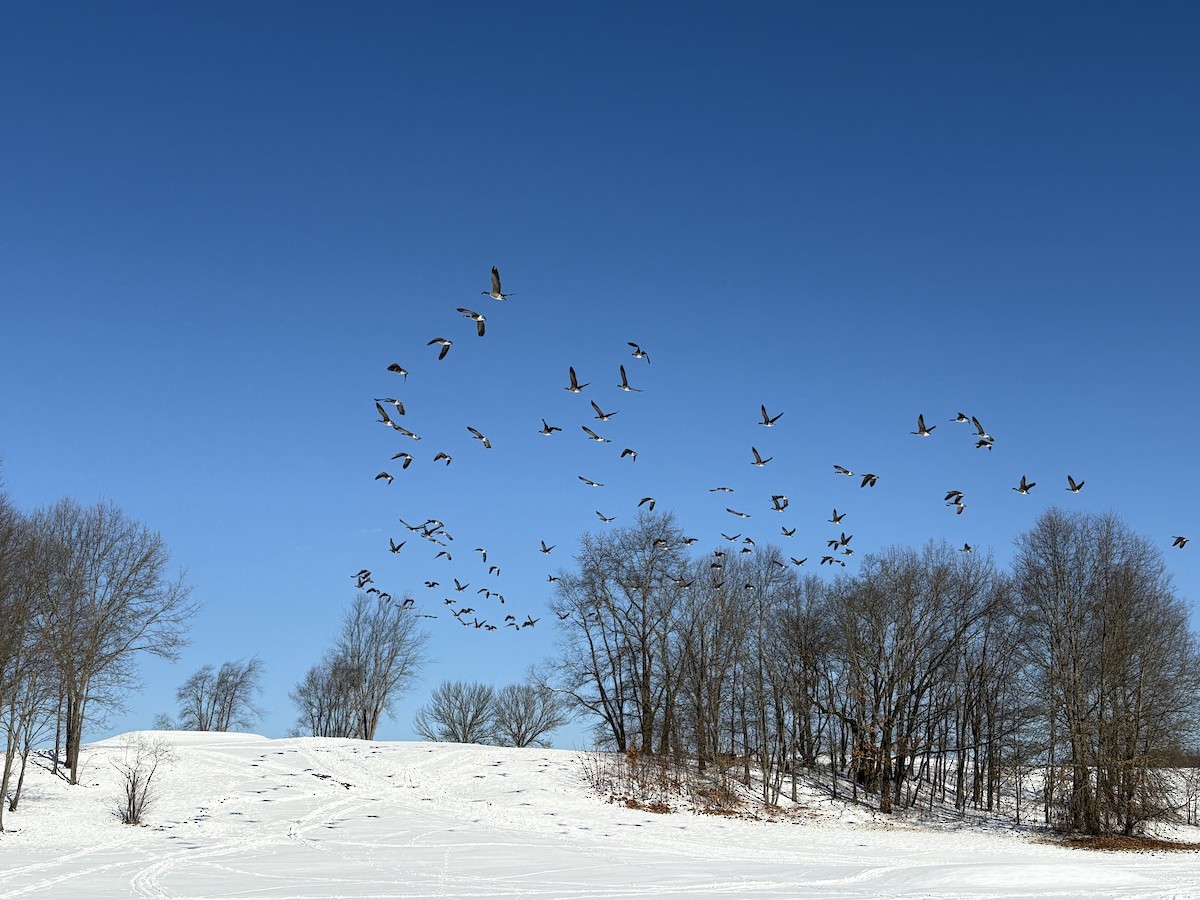 Canada Goose - ML649293058