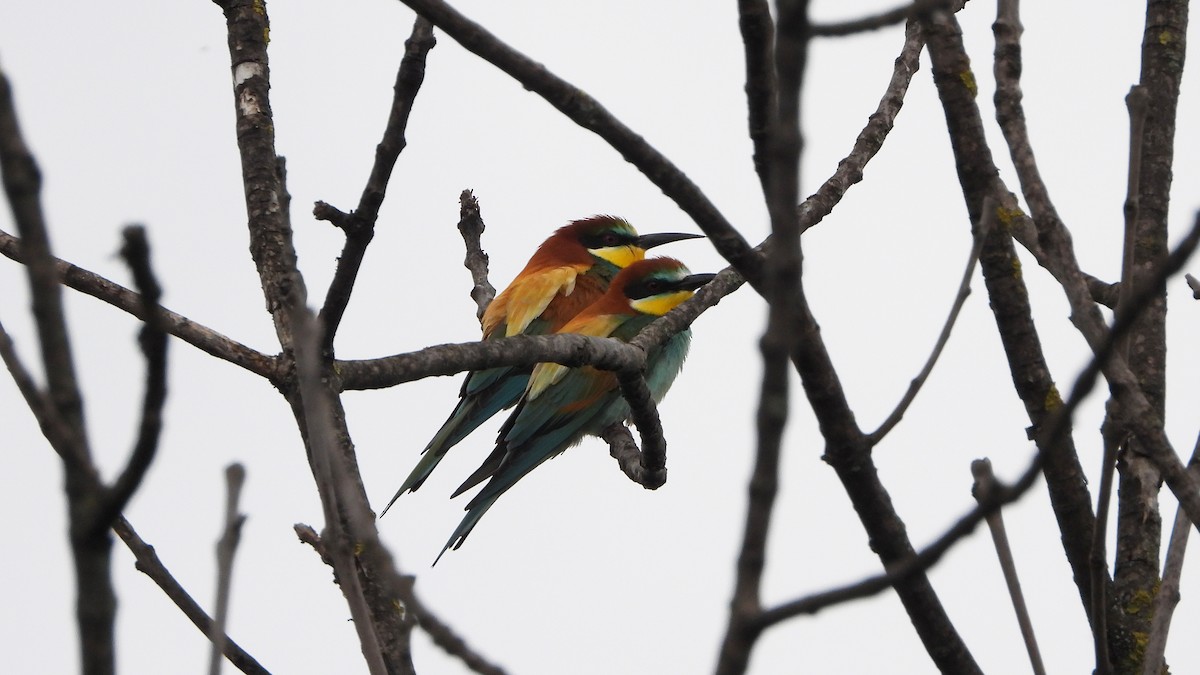 European Bee-eater - ML649293060