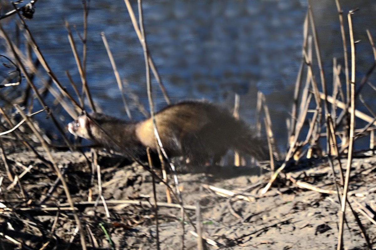 Animals - ML649293061