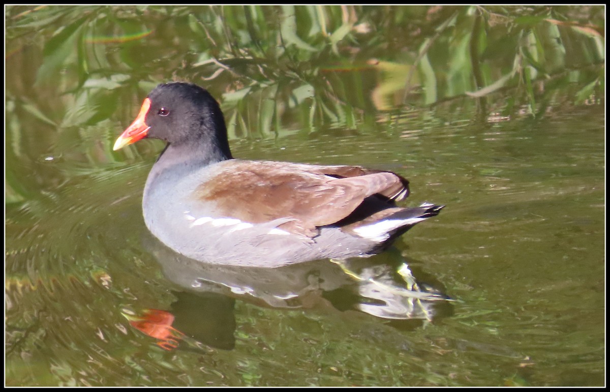 Common Gallinule - ML649293062