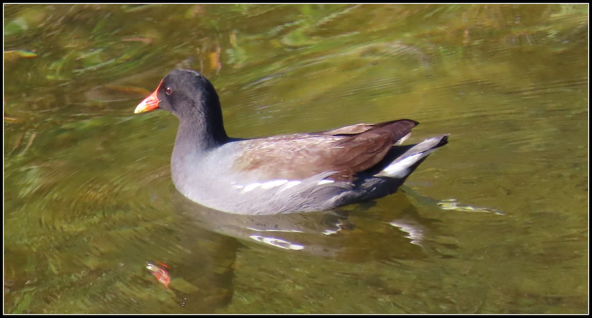 Common Gallinule - ML649293063