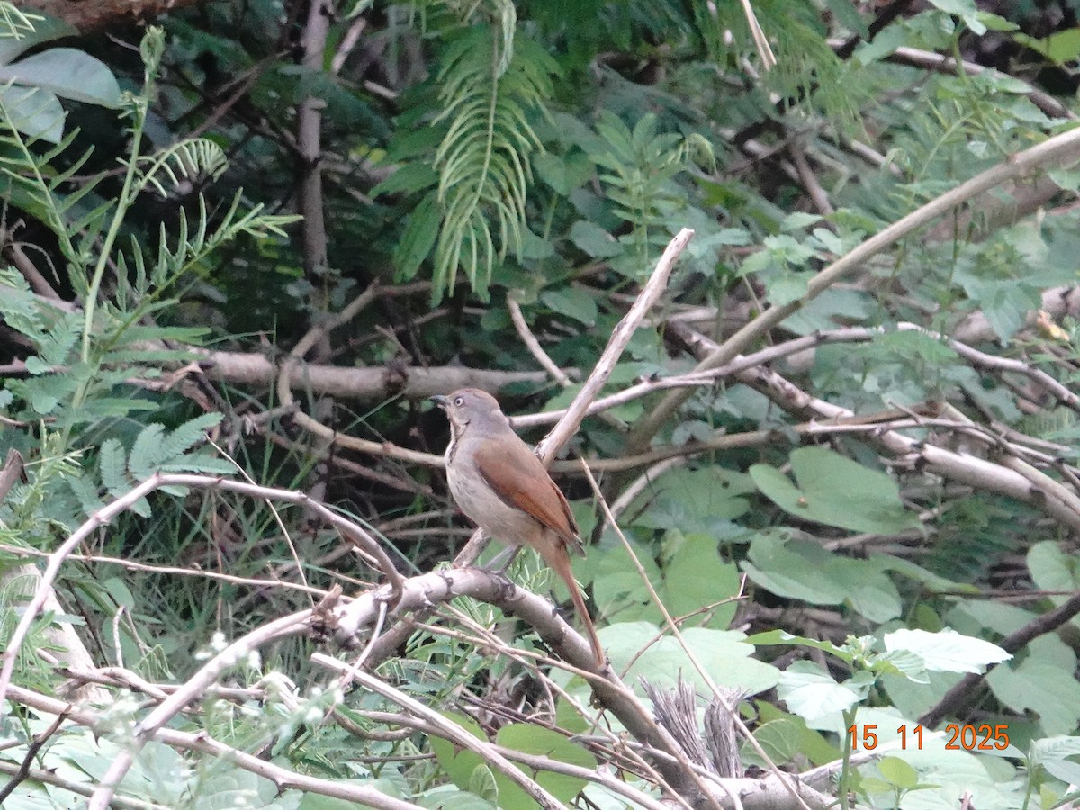 Collared Palm-Thrush - ML649293064