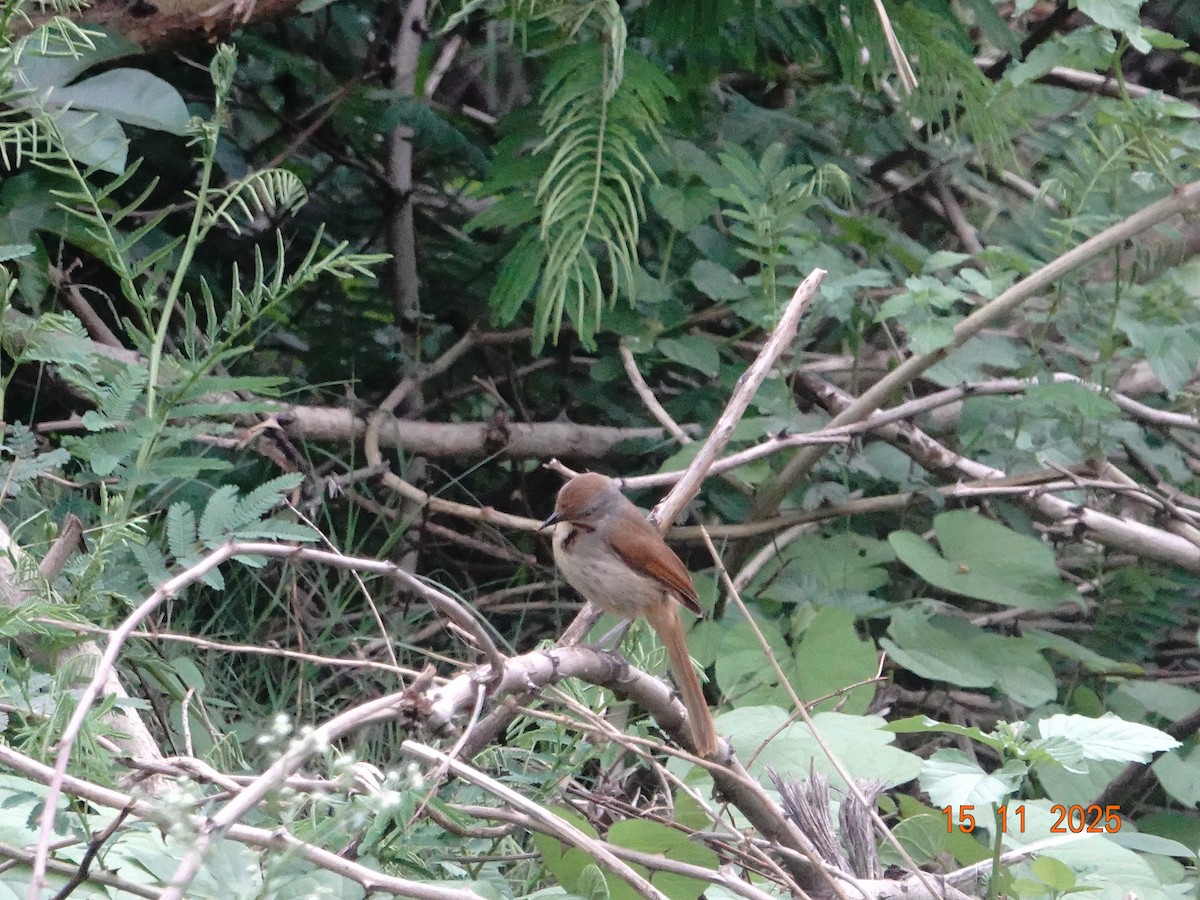 Collared Palm-Thrush - ML649293065