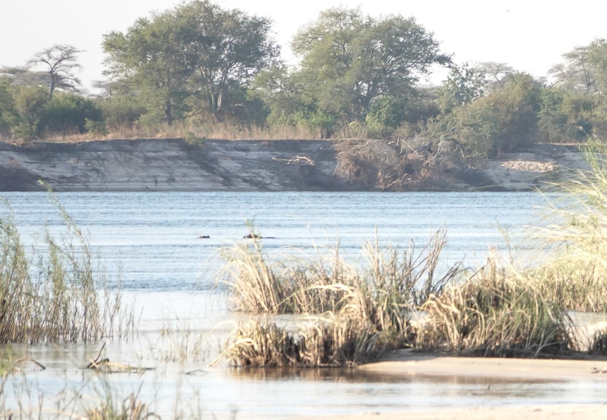 Animals - ML649293066