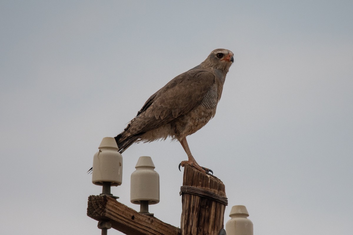 Pale Chanting-Goshawk - ML649293067
