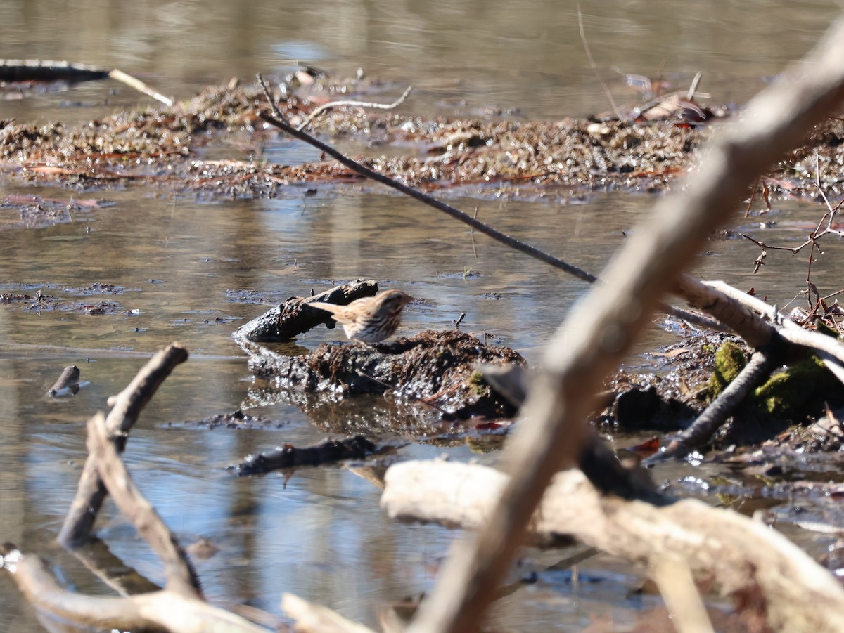 Song Sparrow - ML649293068