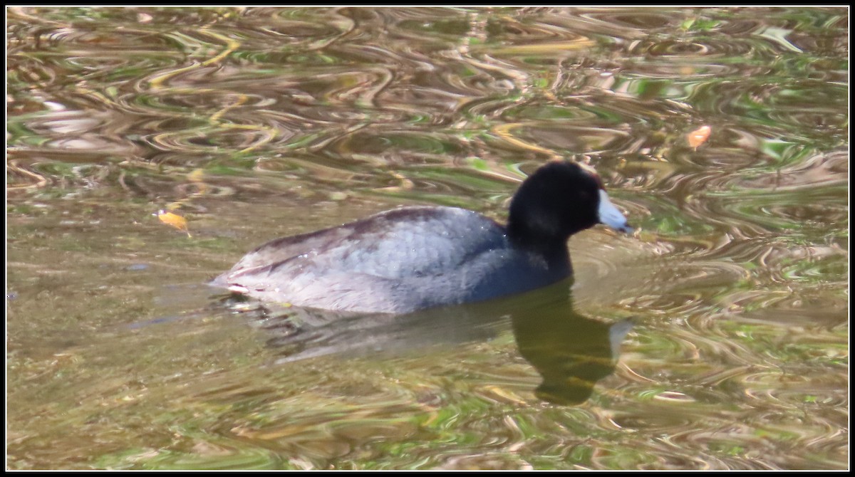 American Coot - ML649293069