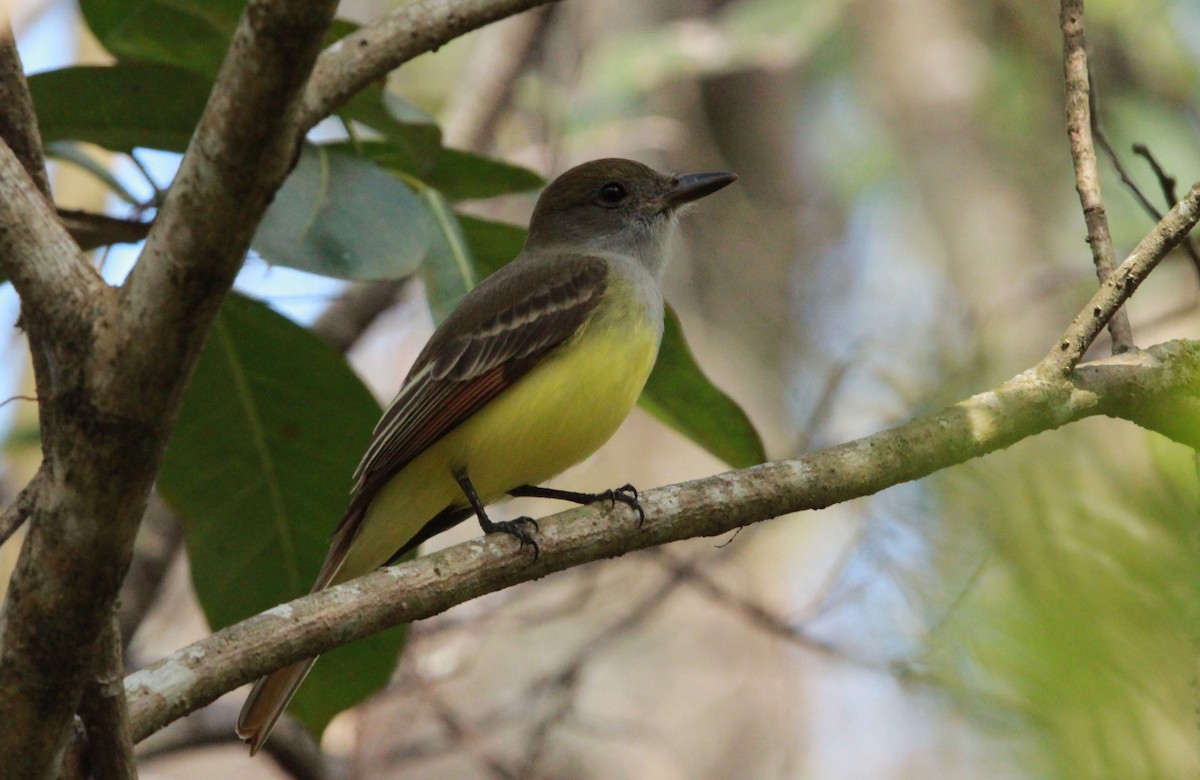 Great Crested Flycatcher - ML649293071
