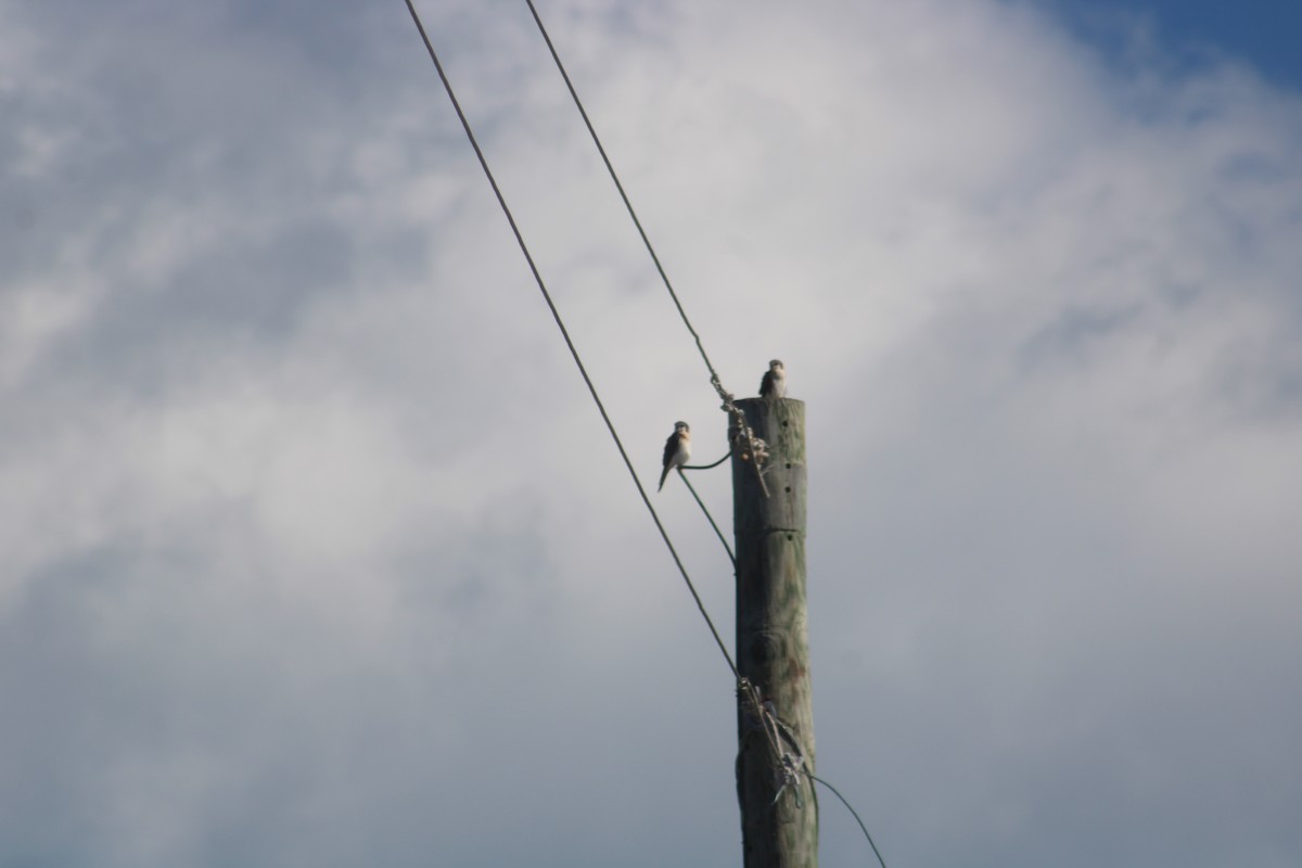 American Kestrel - ML649293072