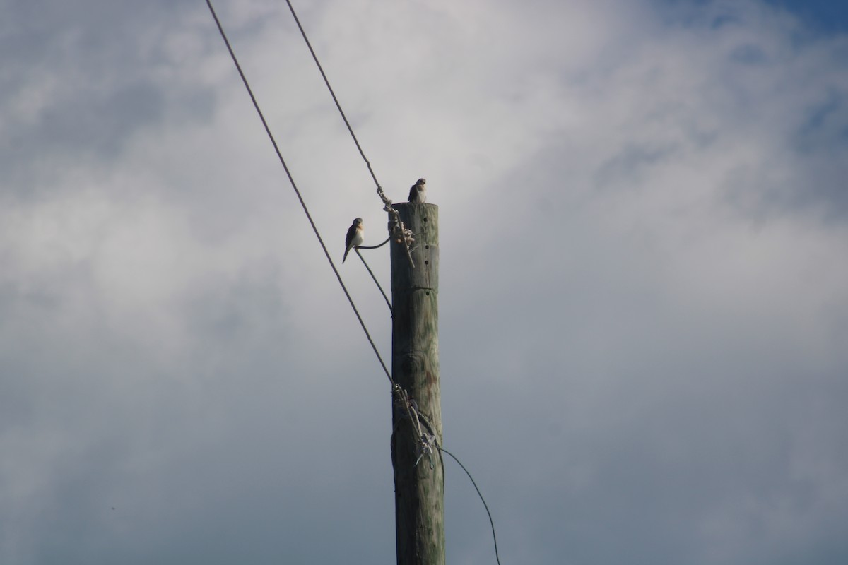 American Kestrel - ML649293073