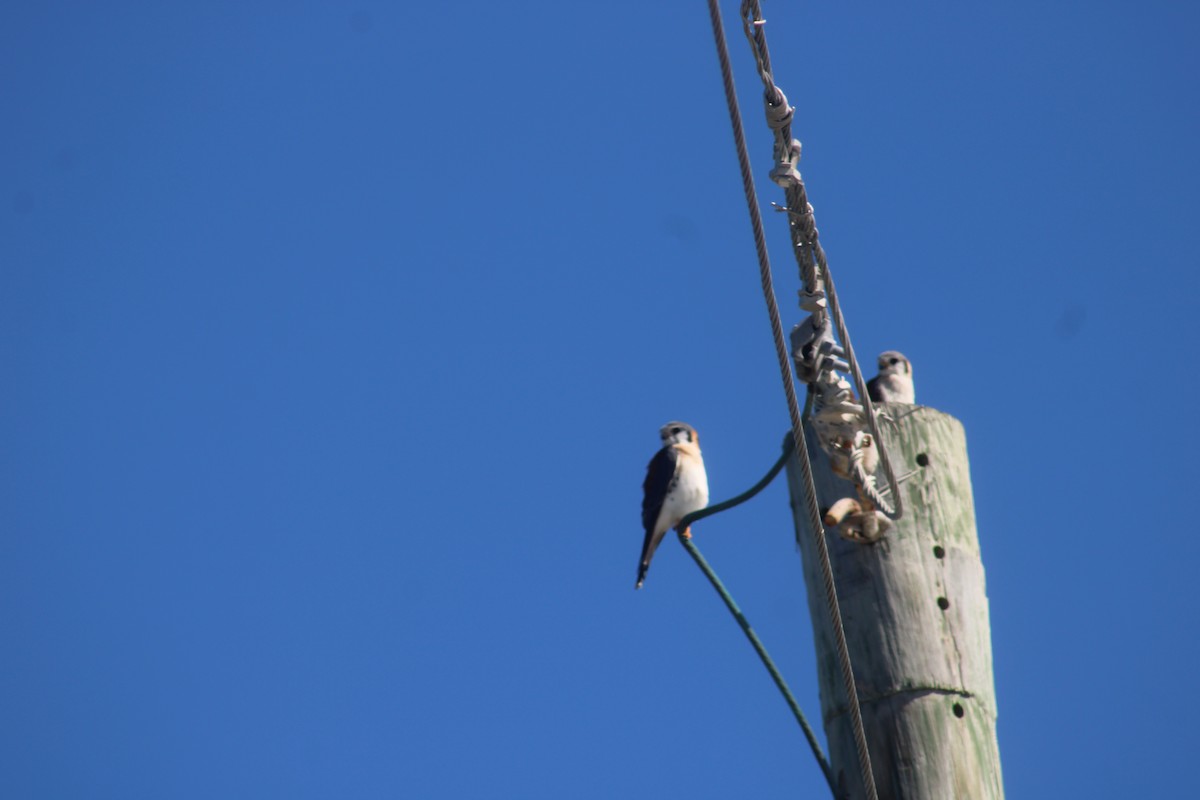 American Kestrel - ML649293074