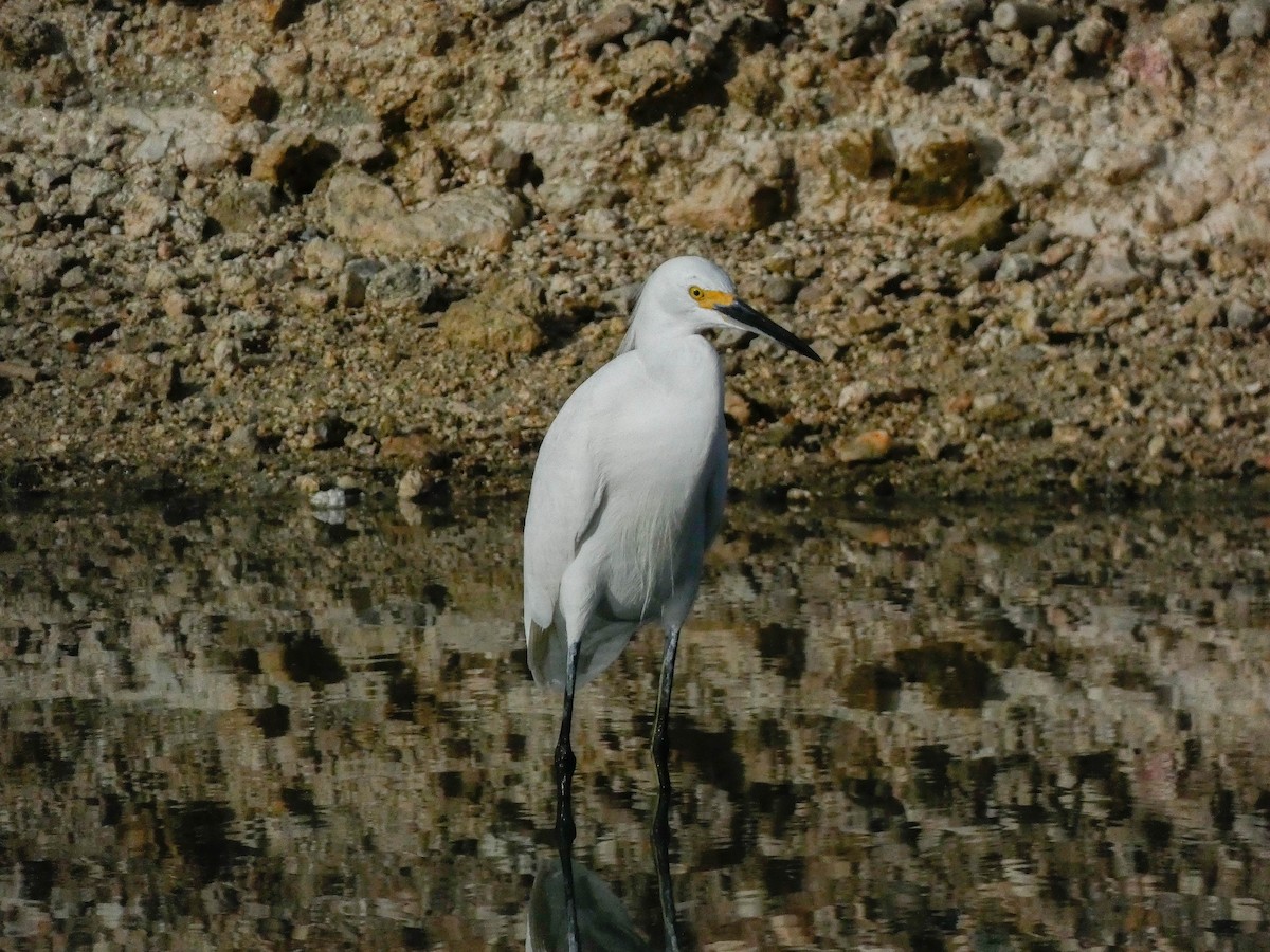 Snowy Egret - ML649293075