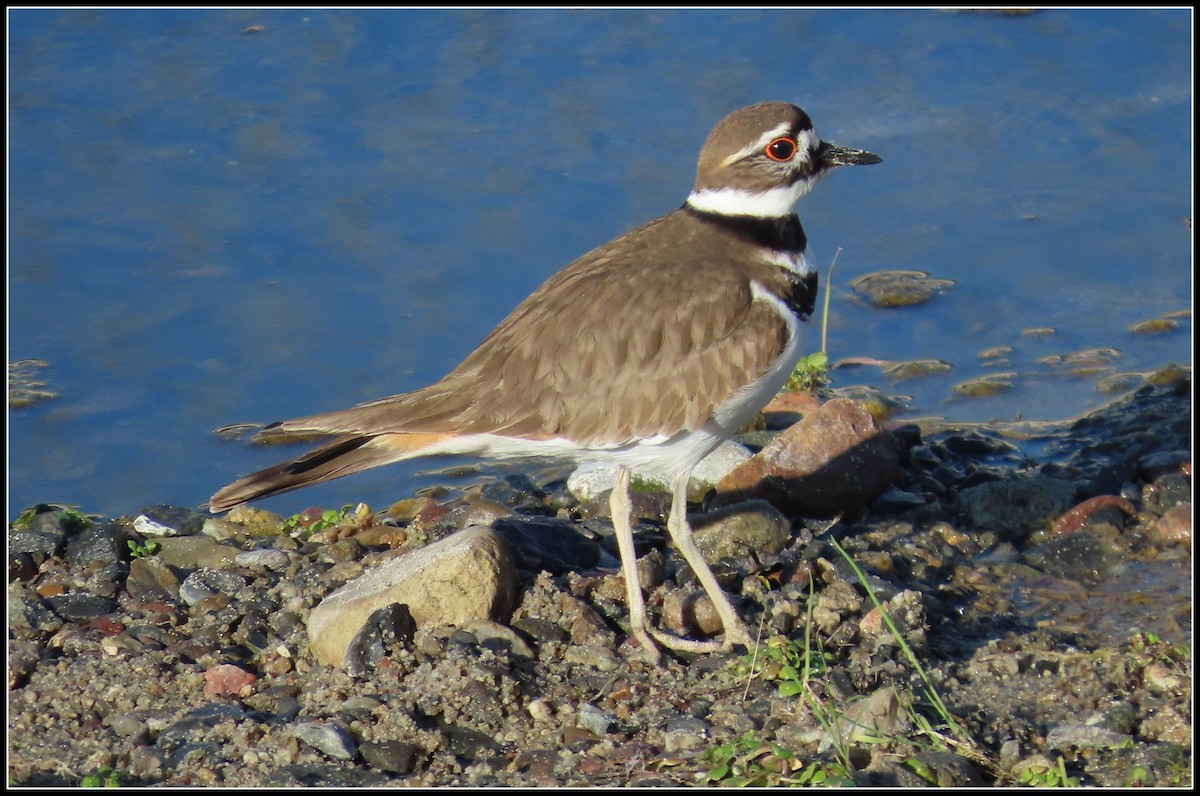 Killdeer - ML649293077
