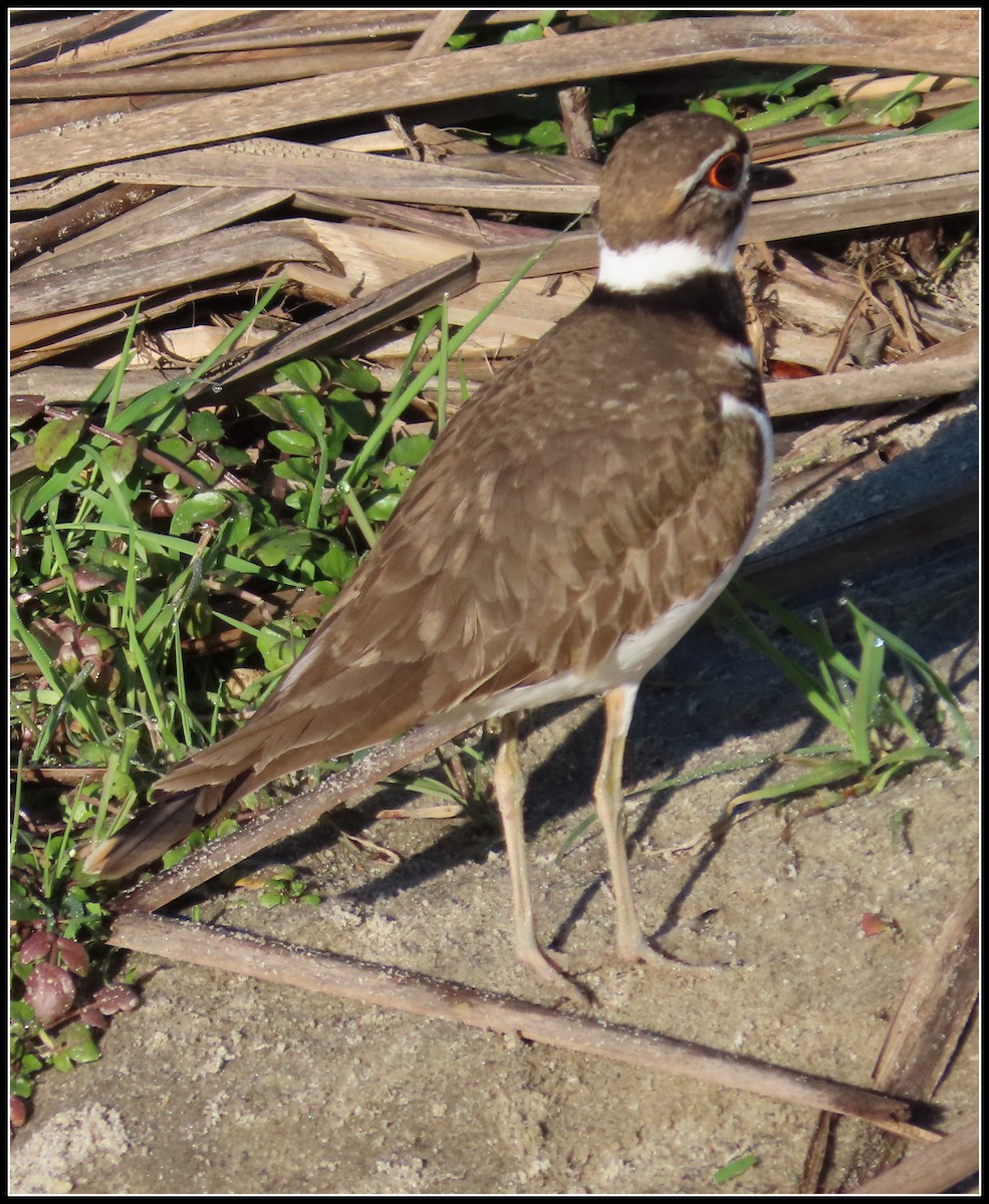 Killdeer - ML649293078