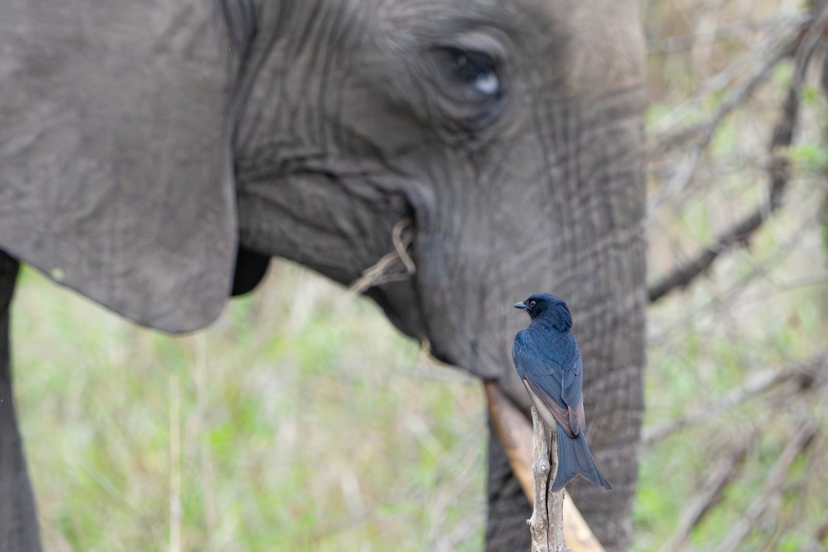 Fork-tailed Drongo - ML649293080