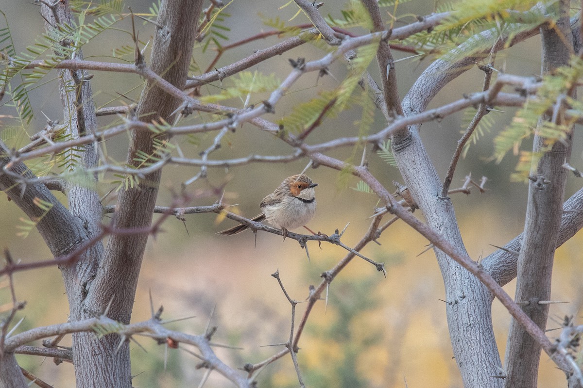 Rufous-eared Warbler - ML649293083