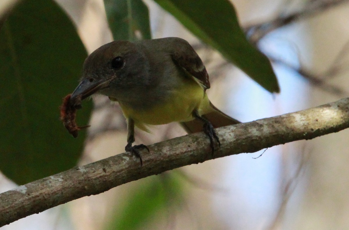 Great Crested Flycatcher - ML649293084
