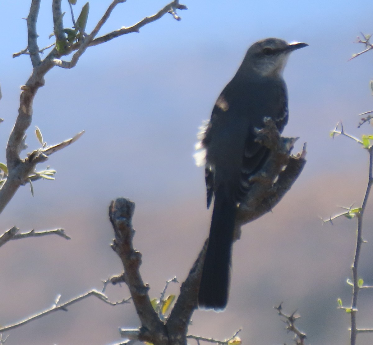 Northern Mockingbird - ML649293085