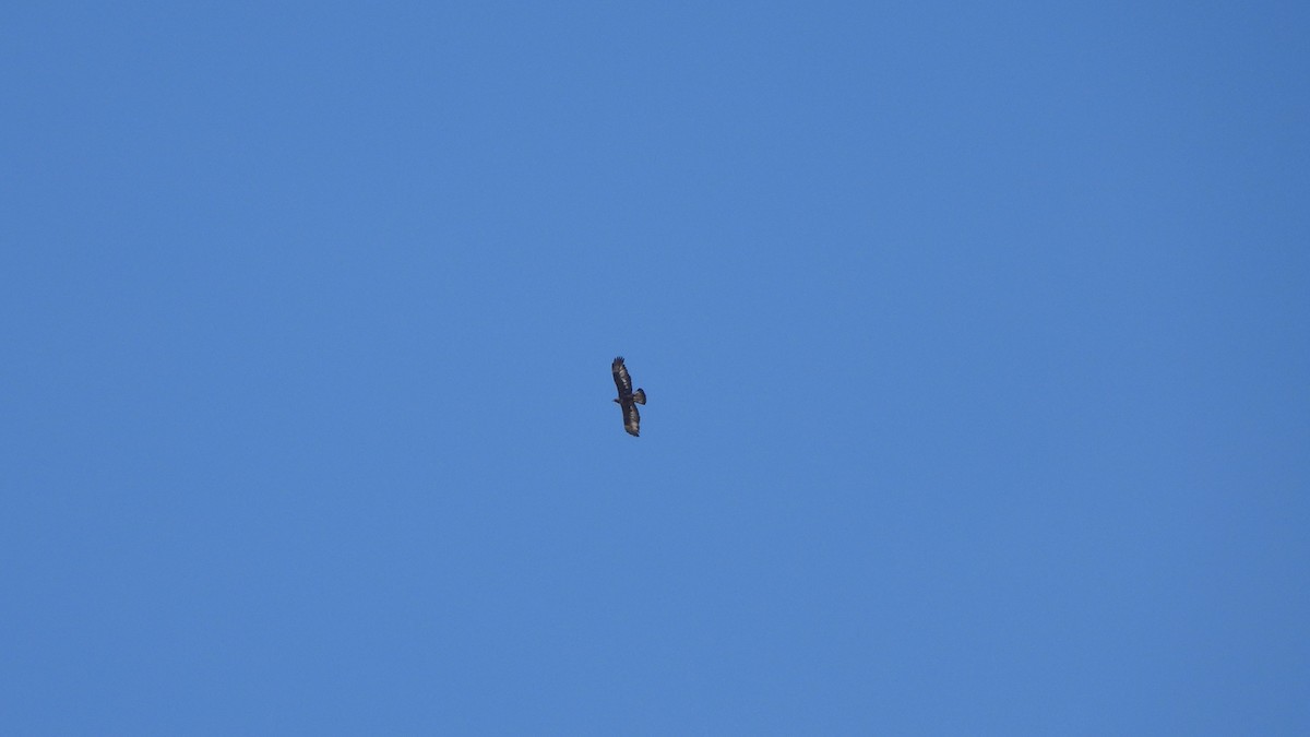 Golden Eagle - ML649293086