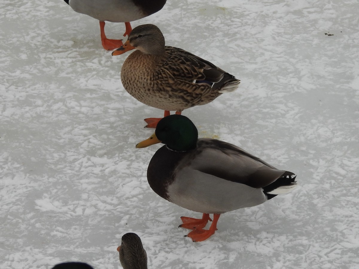 Mallard - ML649293090