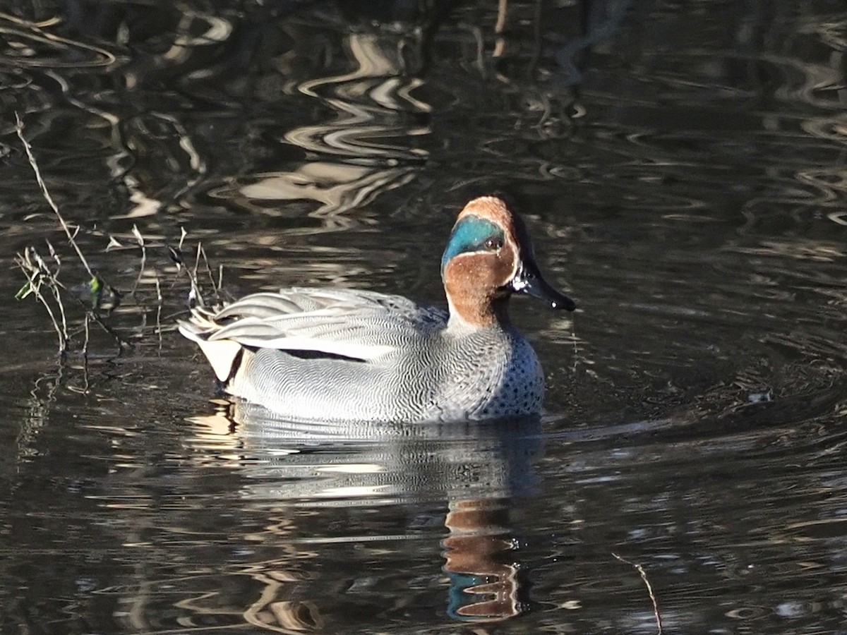 Green-winged Teal - ML649293091