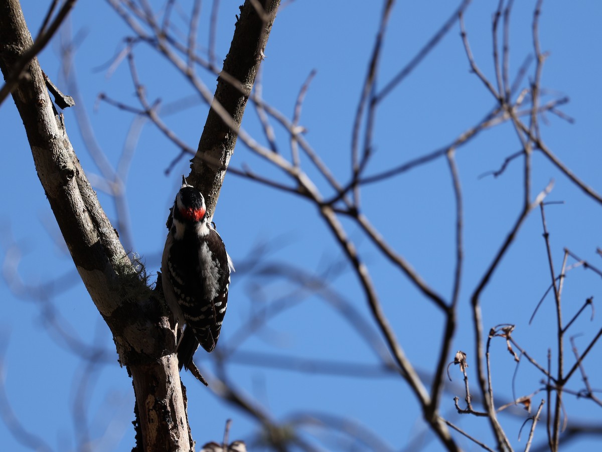 Downy Woodpecker - ML649293159
