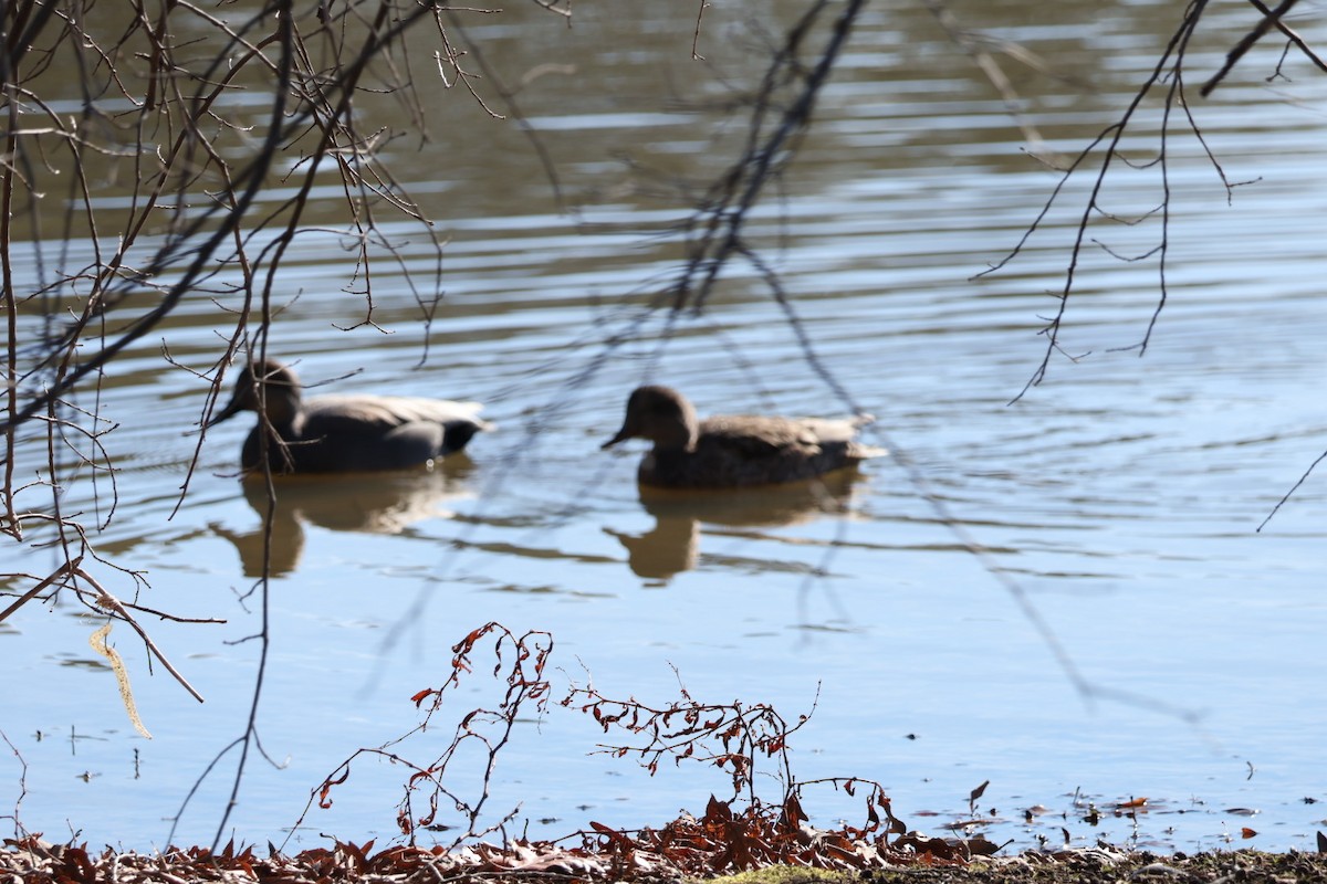 Gadwall - ML649293201