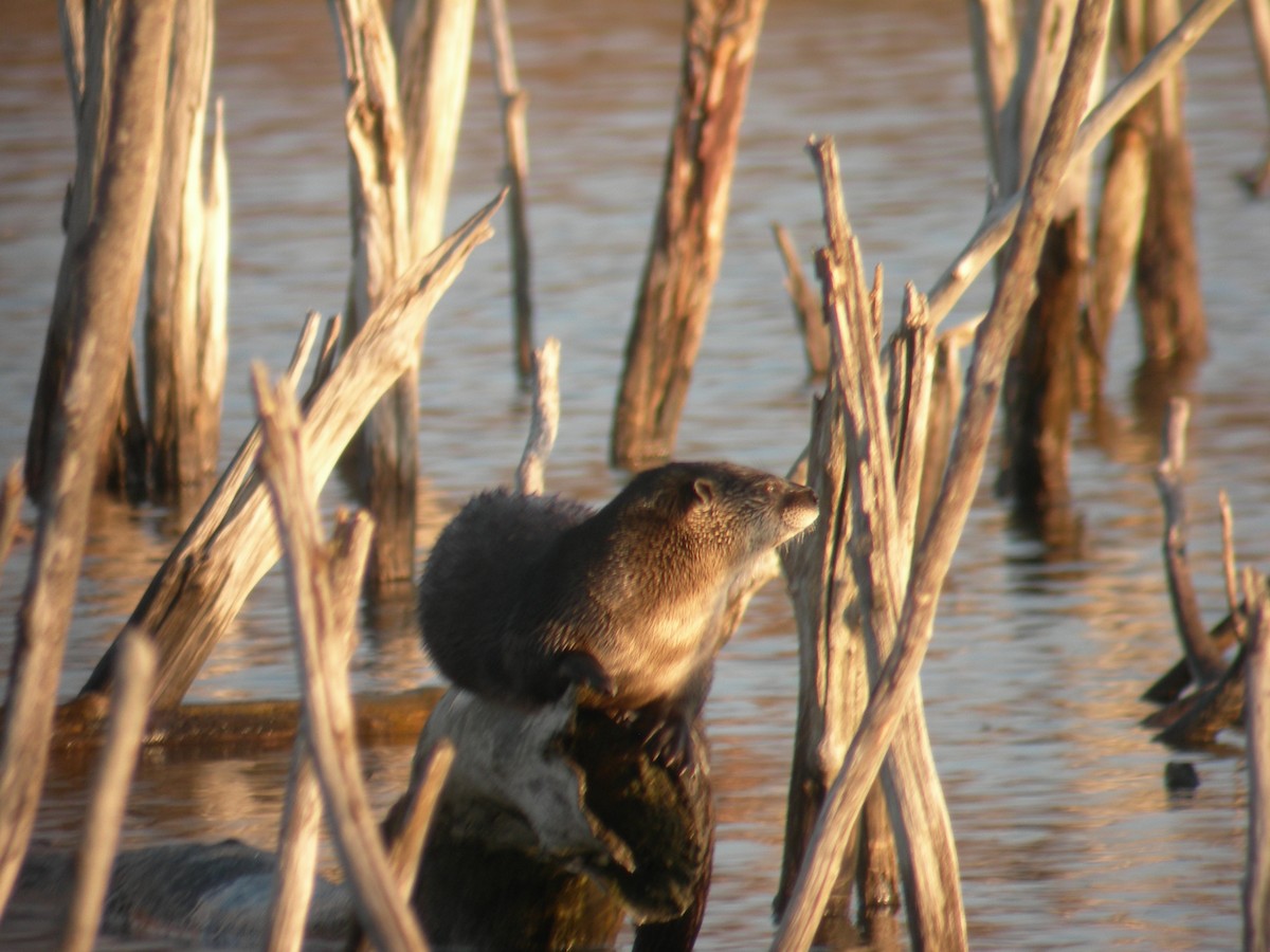 North American River Otter - ML649293263