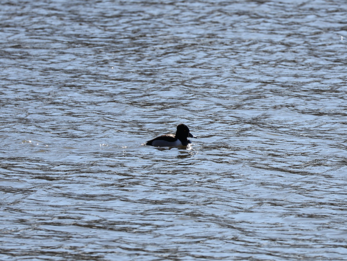 Ring-necked Duck - ML649293564