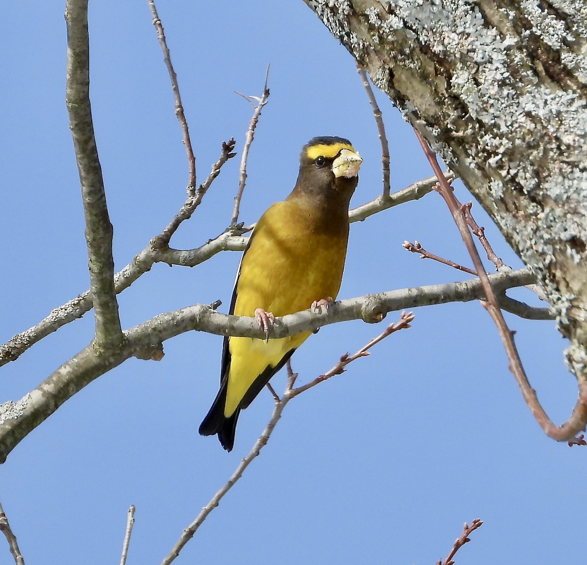 Abendkernbeißer - ML649293582