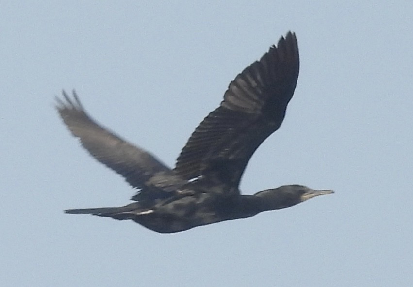 Баклан великий - ML649293719