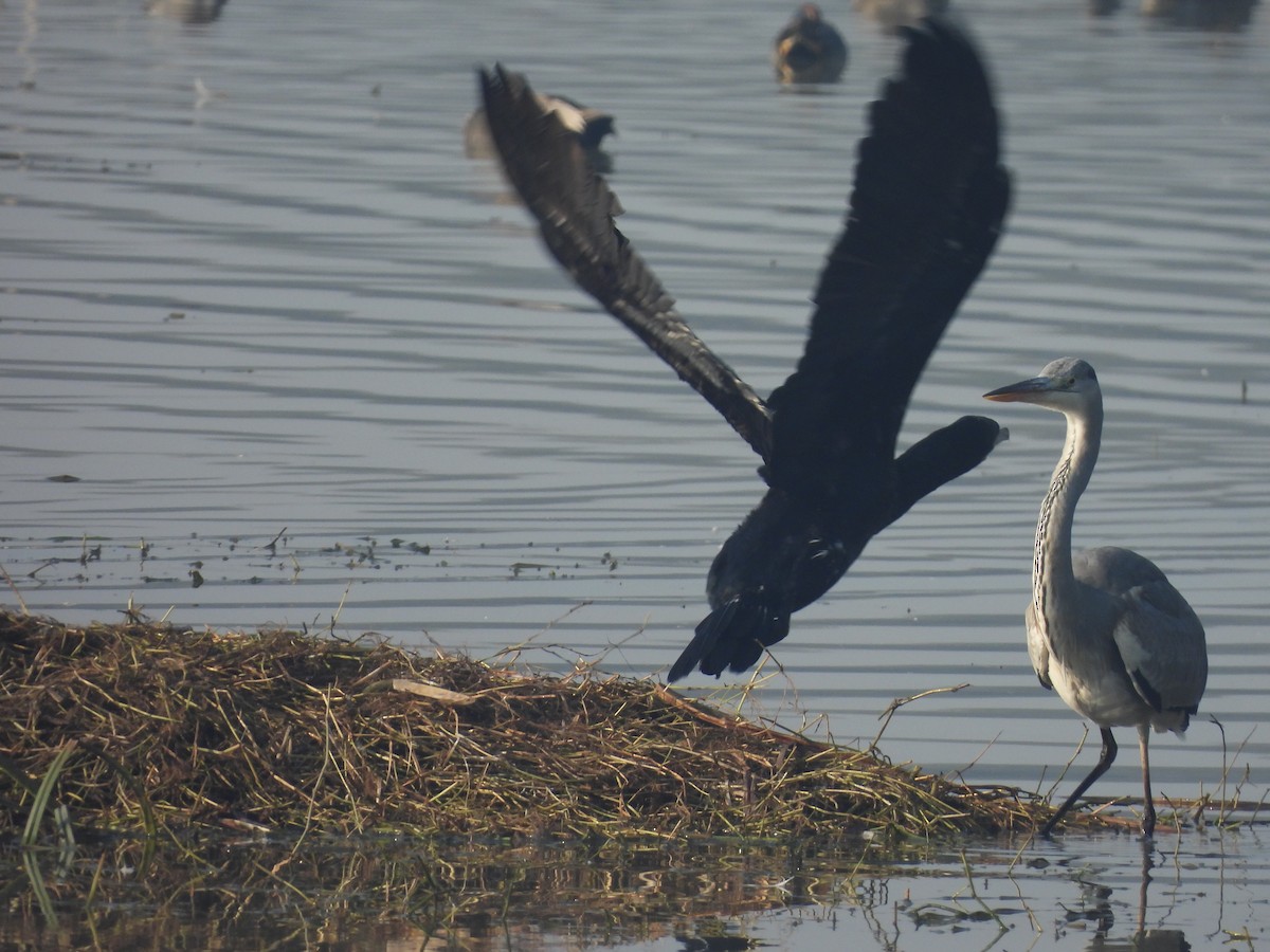Баклан великий - ML649293720